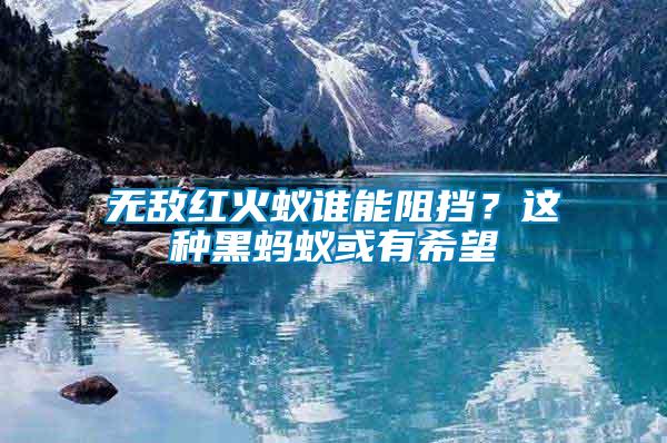 無敵紅火蟻誰能阻擋？這種黑螞蟻或有希望
