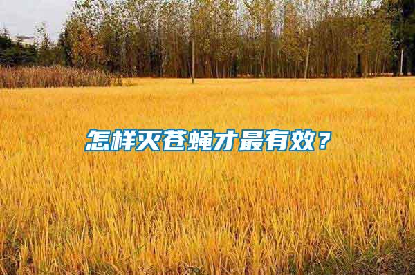 怎樣滅蒼蠅才最有效？