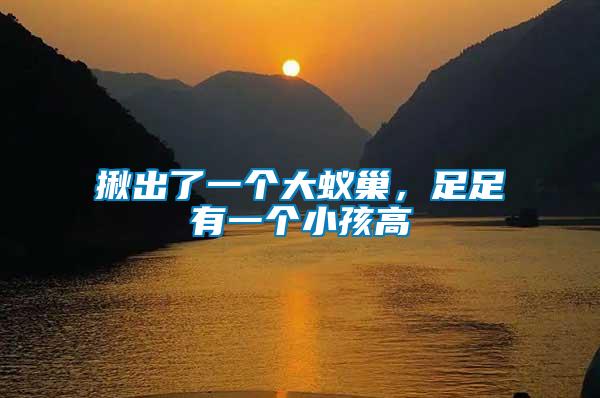 揪出了一個(gè)大蟻巢，足足有一個(gè)小孩高