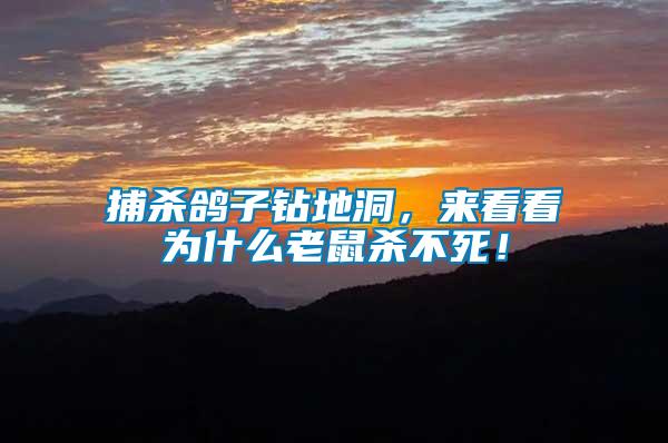 捕殺鴿子鉆地洞，來(lái)看看為什么老鼠殺不死！