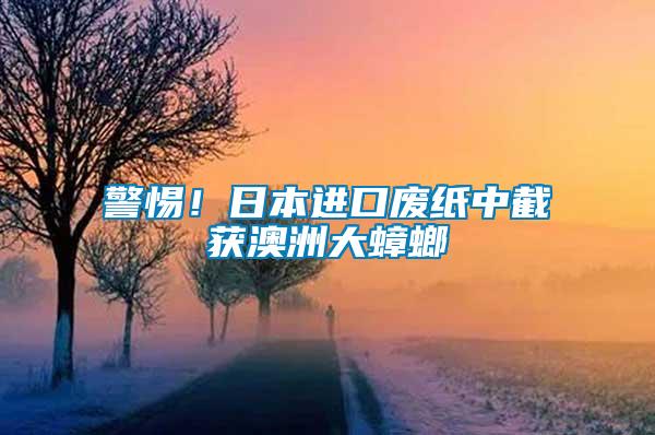 警惕！日本進口廢紙中截獲澳洲大蟑螂