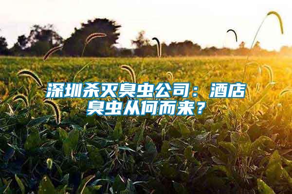 深圳殺滅臭蟲公司：酒店臭蟲從何而來？