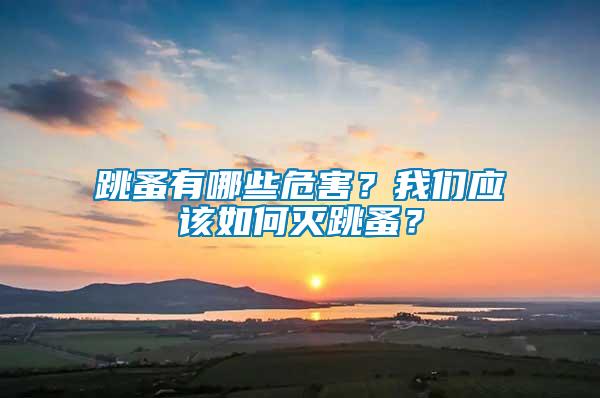 跳蚤有哪些危害？我們應該如何滅跳蚤？
