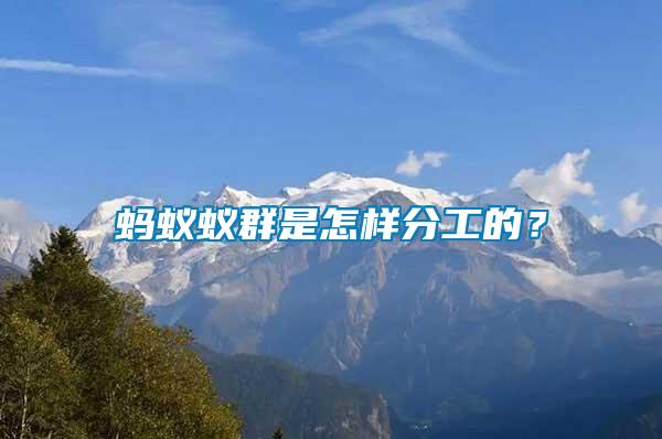 螞蟻蟻群是怎樣分工的？