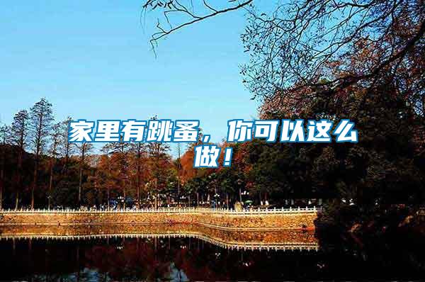 家里有跳蚤，你可以這么做！
