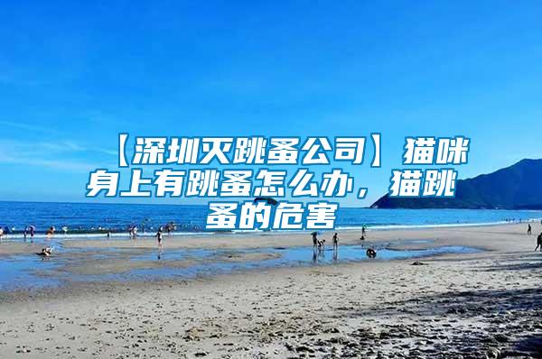 【深圳滅跳蚤公司】貓咪身上有跳蚤怎么辦，貓跳蚤的危害