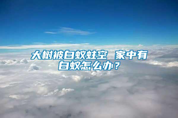 大樹被白蟻蛀空 家中有白蟻怎么辦？