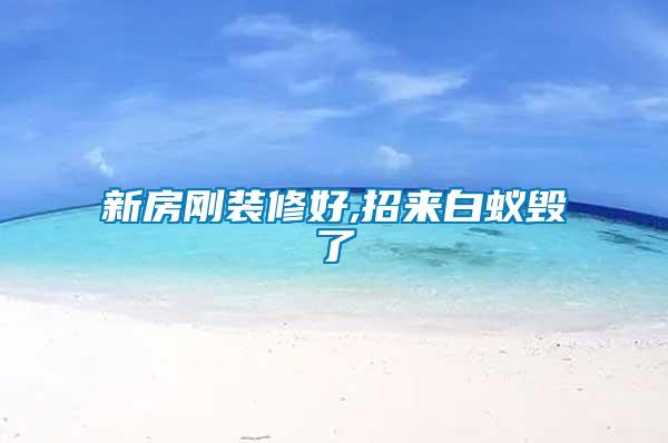 新房剛裝修好,招來(lái)白蟻毀了