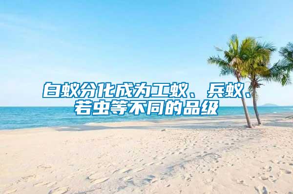 白蟻分化成為工蟻、兵蟻、若蟲等不同的品級(jí)