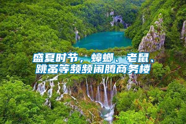 盛夏時節，蟑螂、老鼠、跳蚤等頻頻鬧騰商務樓