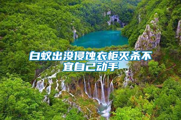 白蟻出沒侵蝕衣柜滅殺不宜自己動(dòng)手