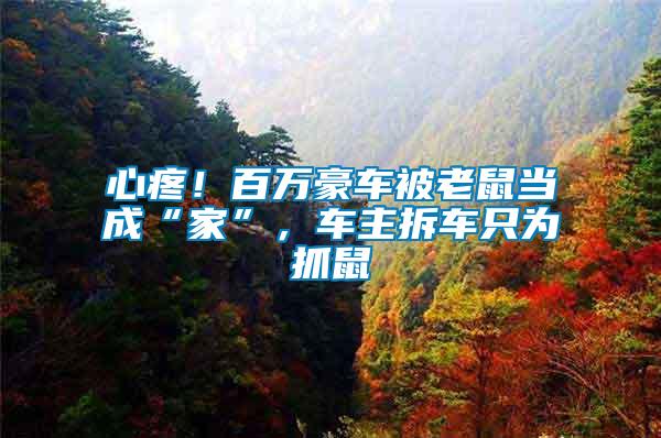 心疼！百萬豪車被老鼠當(dāng)成“家”，車主拆車只為抓鼠