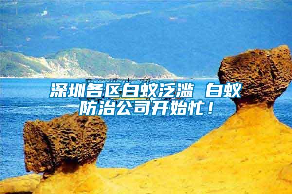 深圳各區白蟻泛濫 白蟻防治公司開始忙！
