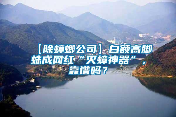 【除蟑螂公司】白額高腳蛛成網(wǎng)紅“滅蟑神器”，靠譜嗎？