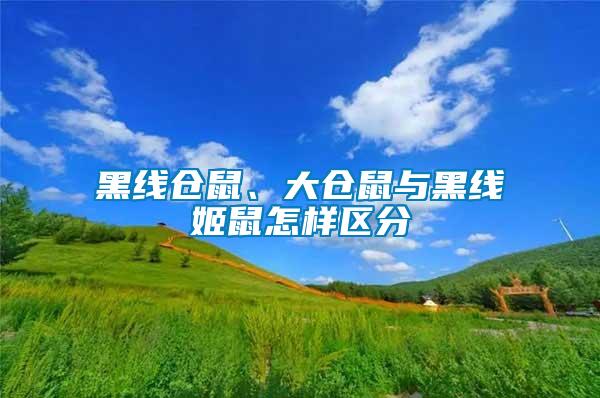 黑線倉鼠、大倉鼠與黑線姬鼠怎樣區分