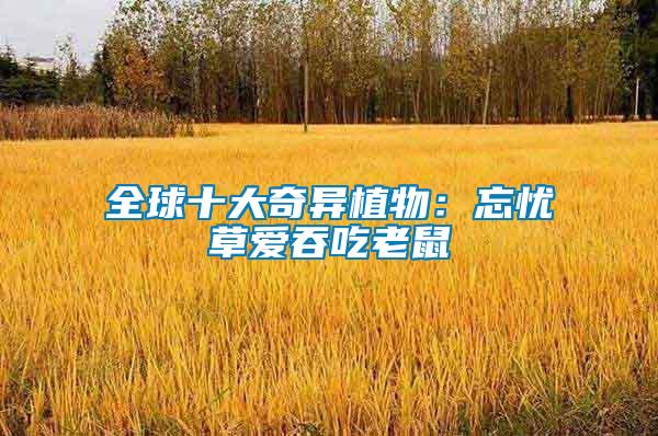全球十大奇異植物：忘憂(yōu)草愛(ài)吞吃老鼠
