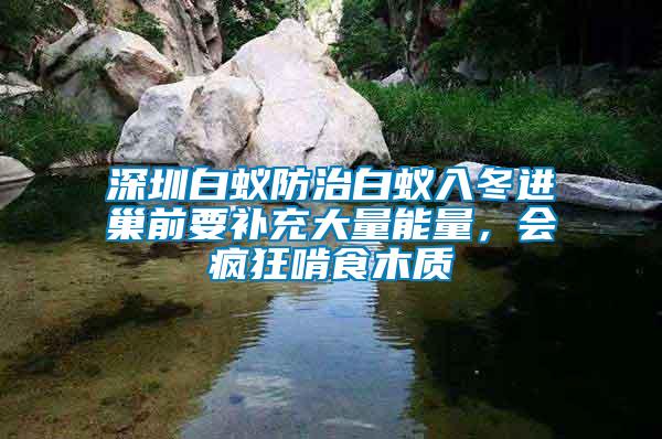 深圳白蟻防治白蟻入冬進巢前要補充大量能量，會瘋狂啃食木質(zhì)