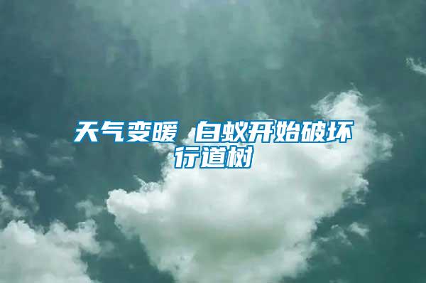 天氣變暖 白蟻開(kāi)始破壞行道樹(shù)