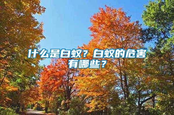 什么是白蟻？白蟻的危害有哪些？