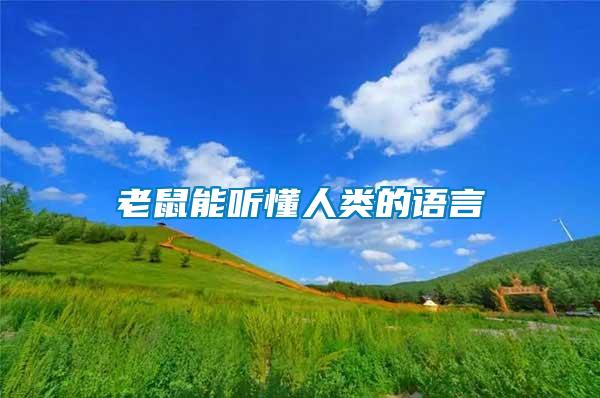 老鼠能聽懂人類的語(yǔ)言