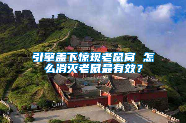 引擎蓋下驚現老鼠窩 怎么消滅老鼠最有效？