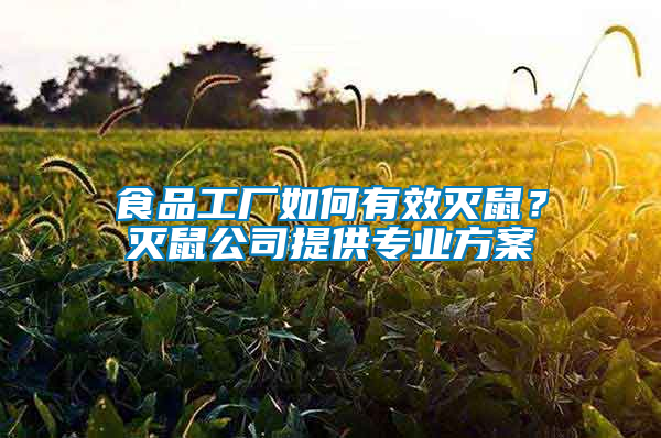 食品工廠如何有效滅鼠？滅鼠公司提供專業方案