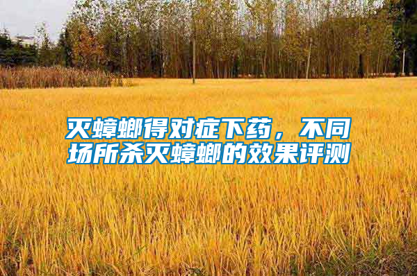 滅蟑螂得對癥下藥，不同場所殺滅蟑螂的效果評測