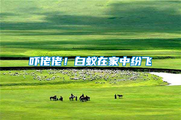 嚇佬佬！白蟻在家中紛飛