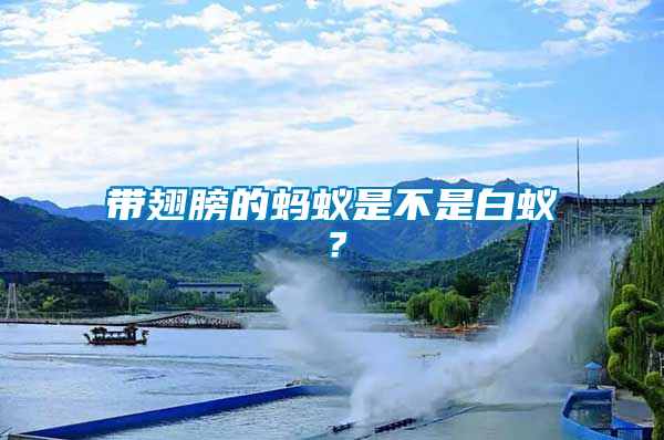 帶翅膀的螞蟻是不是白蟻？