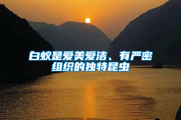 白蟻是愛美愛潔、有嚴(yán)密組織的獨特昆蟲